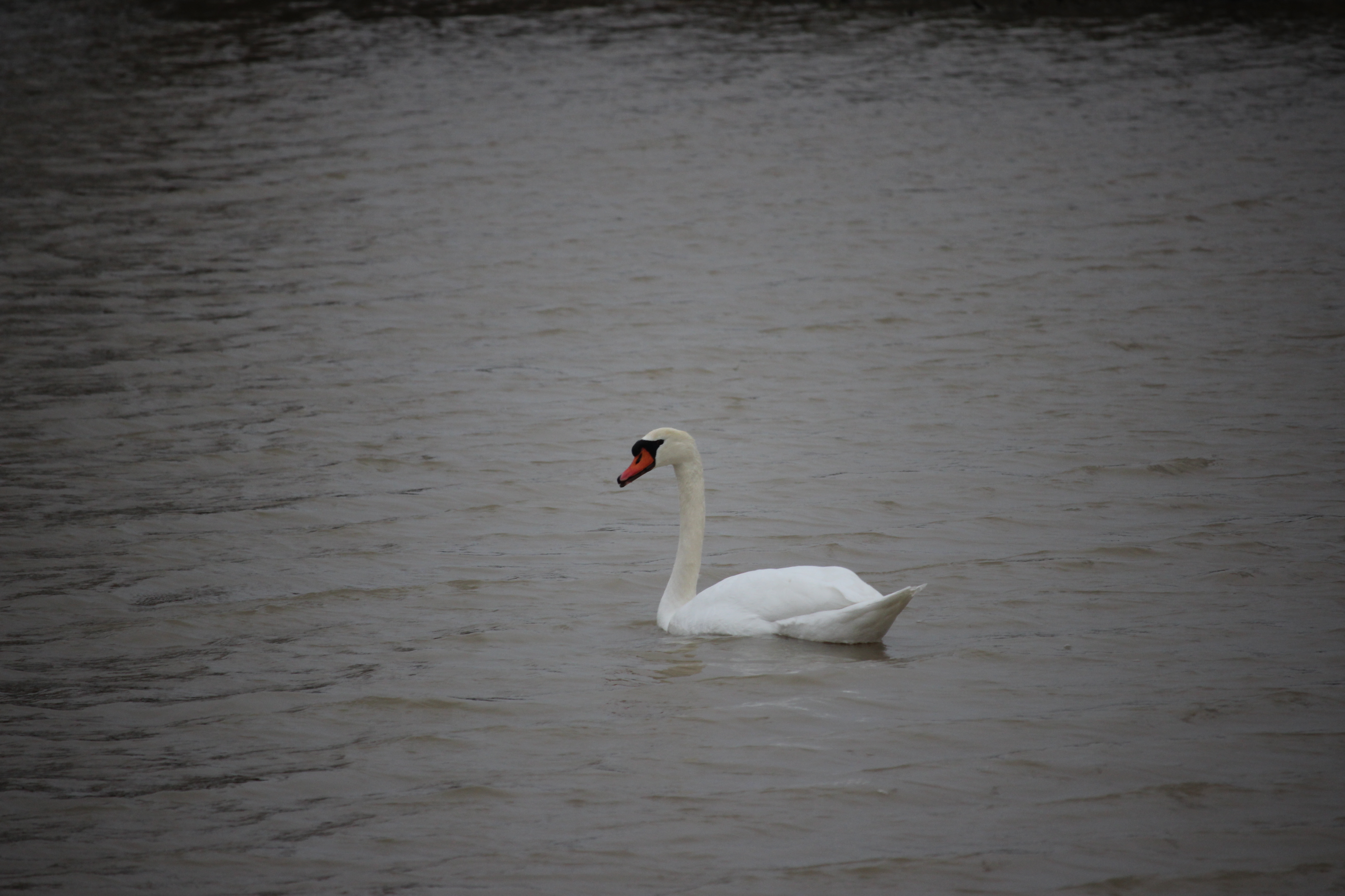 Cygne blanc sur l'eau par temps gris