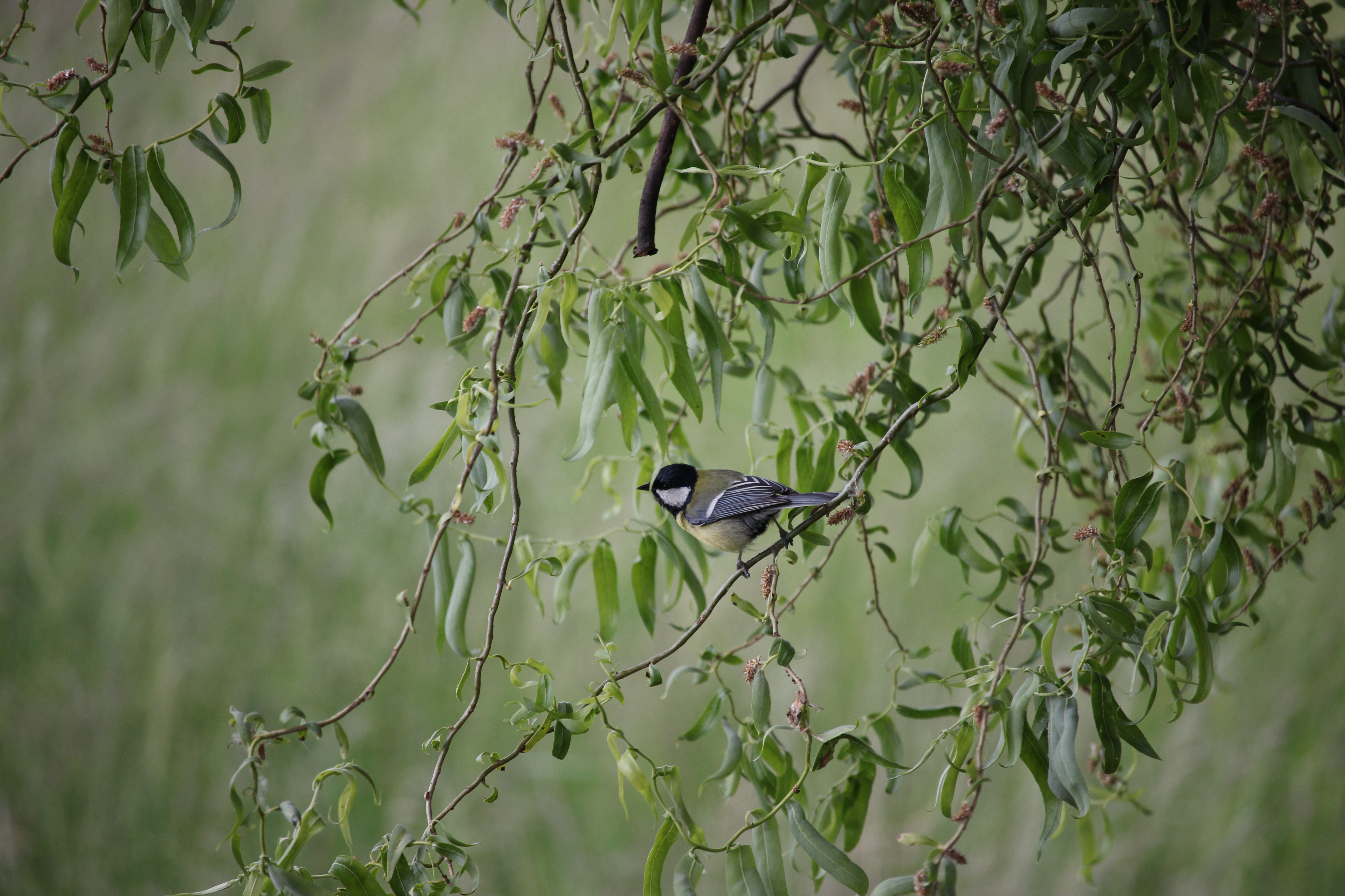 Mésange charbonnière dans les branches