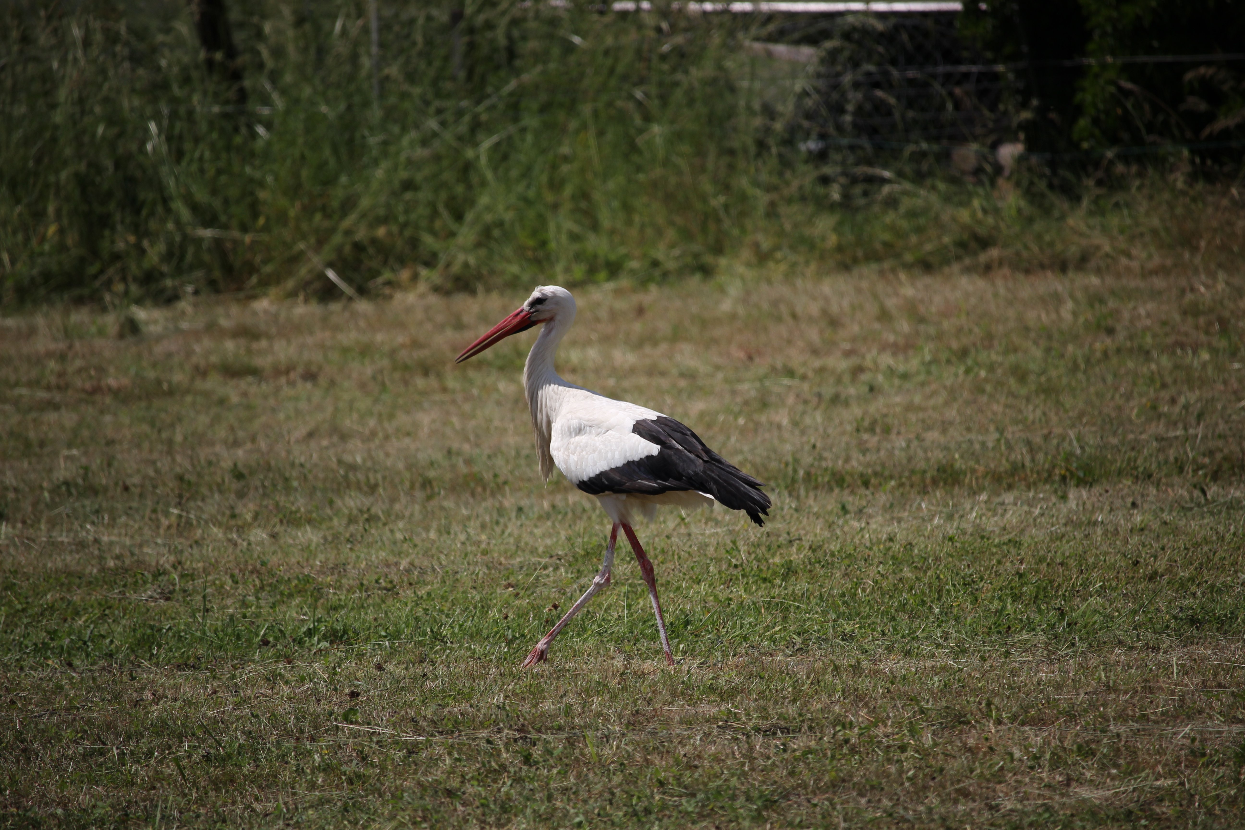 Cigogne blanche marchant dans un pré