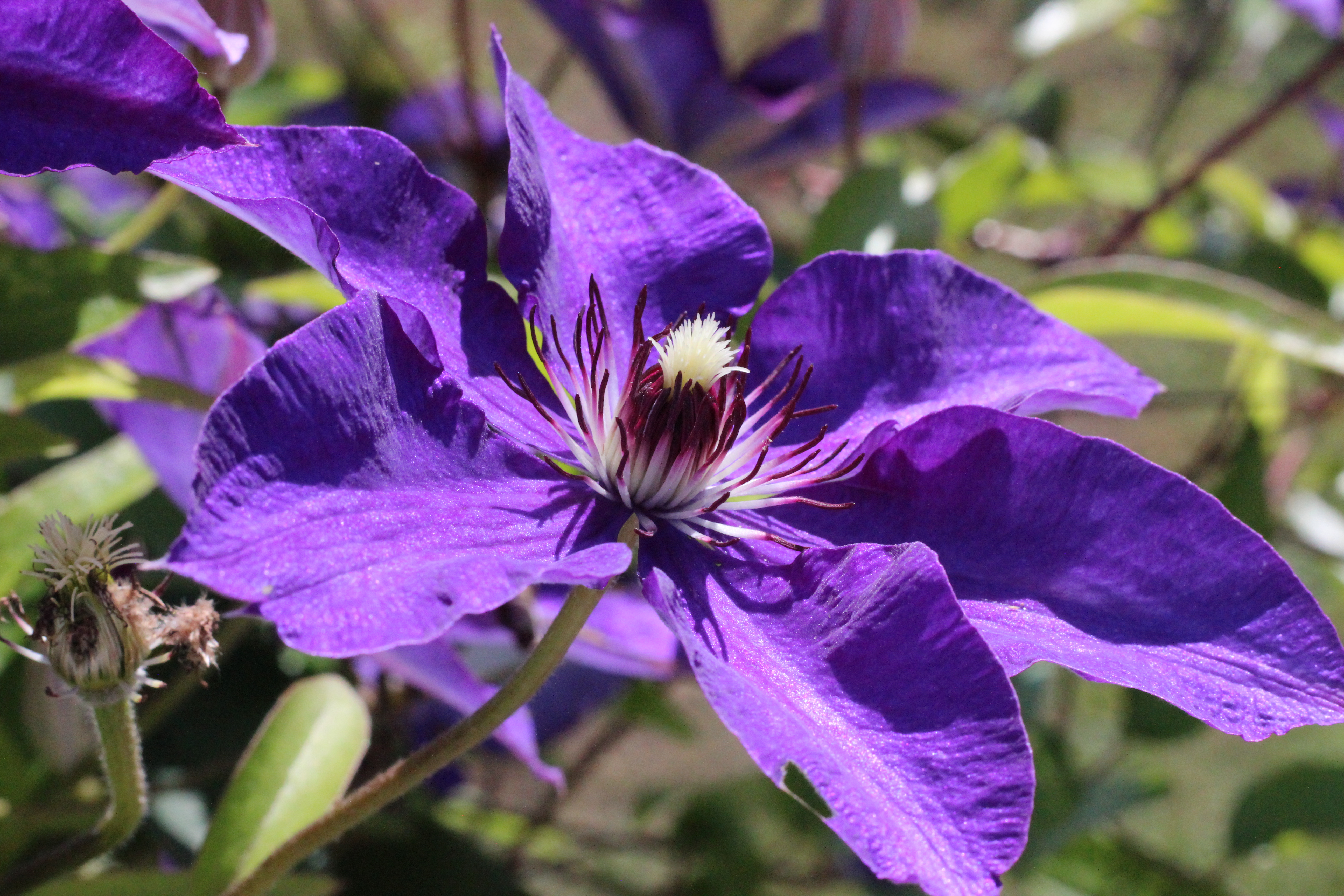Fleur de clématite violette en gros plan