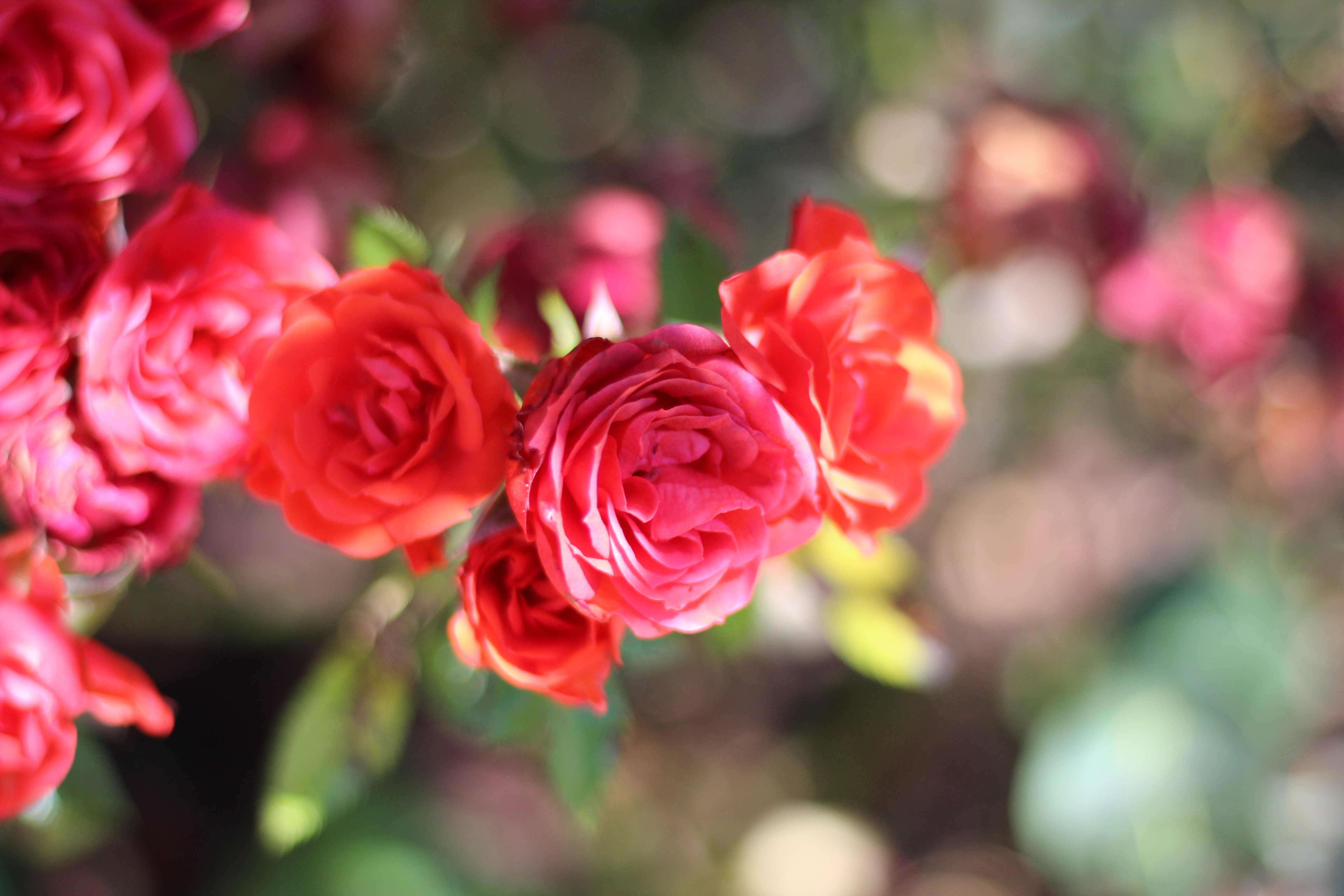 Roses rouges en fleur avec bokeh